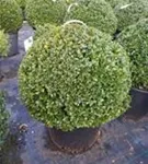Löffel-Ilex 'Dark Green' -R- - Ilex crenata 'Dark Green' -R- Löffel-Ilex 'Dark Green' -R- - Ilex crenata 'Dark Green' -R-