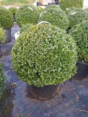 Löffel-Ilex 'Dark Green' -R- - Ilex crenata 'Dark Green' -R- Löffel-Ilex 'Dark Green' -R- - Ilex crenata 'Dark Green' -R-