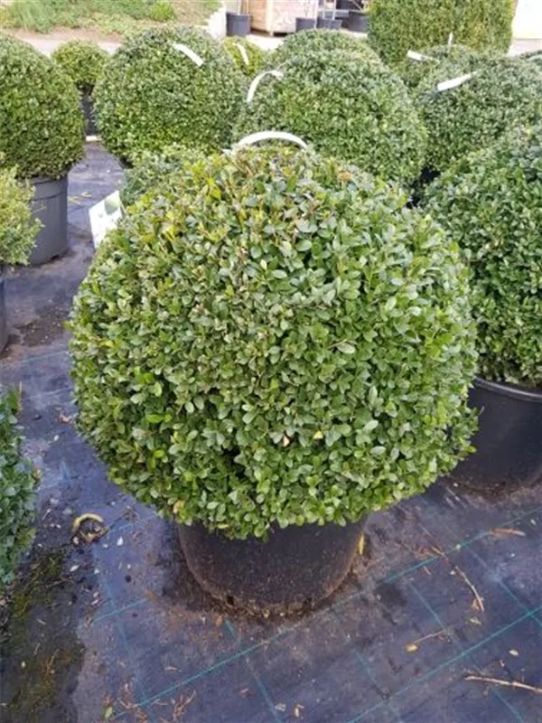 Löffel-Ilex 'Dark Green' -R- - Ilex crenata 'Dark Green' -R- Löffel-Ilex 'Dark Green' -R- - Ilex crenata 'Dark Green' -R-