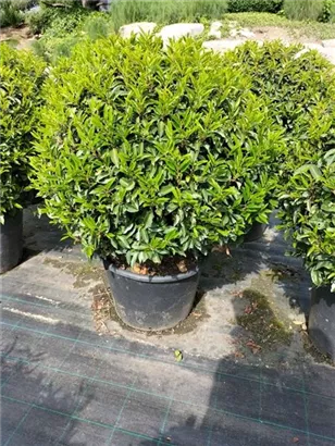 Portug.Lorbeerkirsche 'Angustifolia' - Prunus lusitanica 'Angustifolia' - Formgehölze