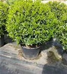 Portug.Lorbeerkirsche 'Angustifolia' - Prunus lusitanica 'Angustifolia' - Formgehölze