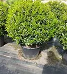 Portug.Lorbeerkirsche 'Angustifolia' - Prunus lusitanica 'Angustifolia' - Formgehölze