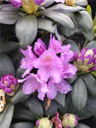 Rhododendron-Hybride 'Catawb.Grandiflorum' - Rhododendron Hybr.'Catawb. Grandiflorum' I