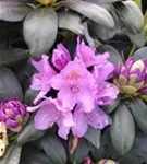 Rhododendron-Hybride 'Catawb.Grandiflorum' - Rhododendron Hybr.'Catawb. Grandiflorum' I