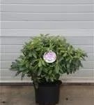 Rhododendron-Hybride 'Catawb.Grandiflorum' - Rhododendron Hybr.'Catawb. Grandiflorum' I
