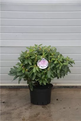Rhododendron-Hybride 'Catawb.Grandiflorum' - Rhododendron Hybr.'Catawb. Grandiflorum' I
