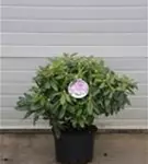 Rhododendron-Hybride 'Catawb.Grandiflorum' - Rhododendron Hybr.'Catawb. Grandiflorum' I