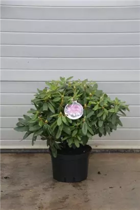Rhododendron-Hybride 'Catawb.Grandiflorum' - Rhododendron Hybr.'Catawb. Grandiflorum' I