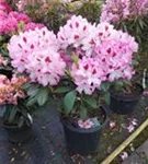 Rhododendron-Hybride 'Hachmann's Charmant'-R- - Rhododendron Hybr.'Hachmann's Charmant'-R- IV