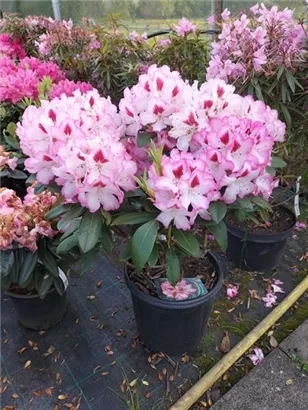 Rhododendron-Hybride 'Hachmann's Charmant'-R- - Rhododendron Hybr.'Hachmann's Charmant'-R- IV
