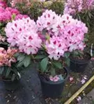Rhododendron-Hybride 'Hachmann's Charmant'-R- - Rhododendron Hybr.'Hachmann's Charmant'-R- IV