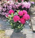 Rhododendron-Hybride 'Nova Zembla' - Rhododendron Hybr.'Nova Zembla' II