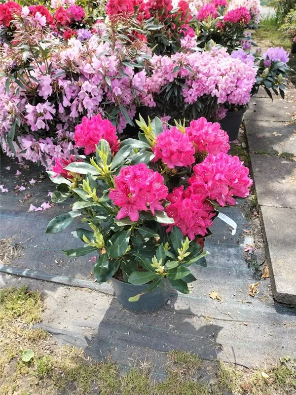 Rhododendron-Hybride 'Nova Zembla' - Rhododendron Hybr.'Nova Zembla' II