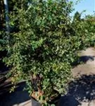 Prachtspiere - Spiraea vanhouttei - Ziergehölze