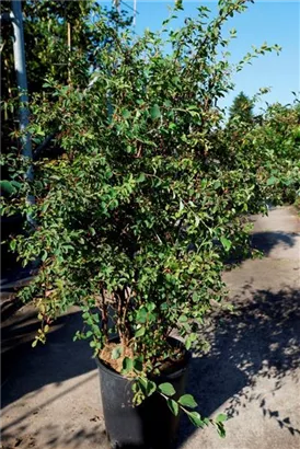 Prachtspiere - Spiraea vanhouttei - Ziergehölze