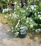 Prachtspiere - Spiraea vanhouttei - Wildgehölze