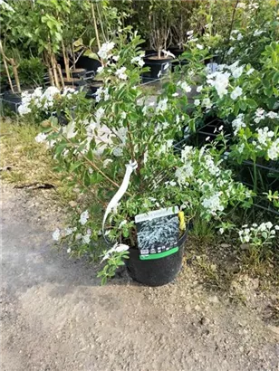 Prachtspiere - Spiraea vanhouttei - Wildgehölze