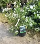 Prachtspiere - Spiraea vanhouttei - Wildgehölze