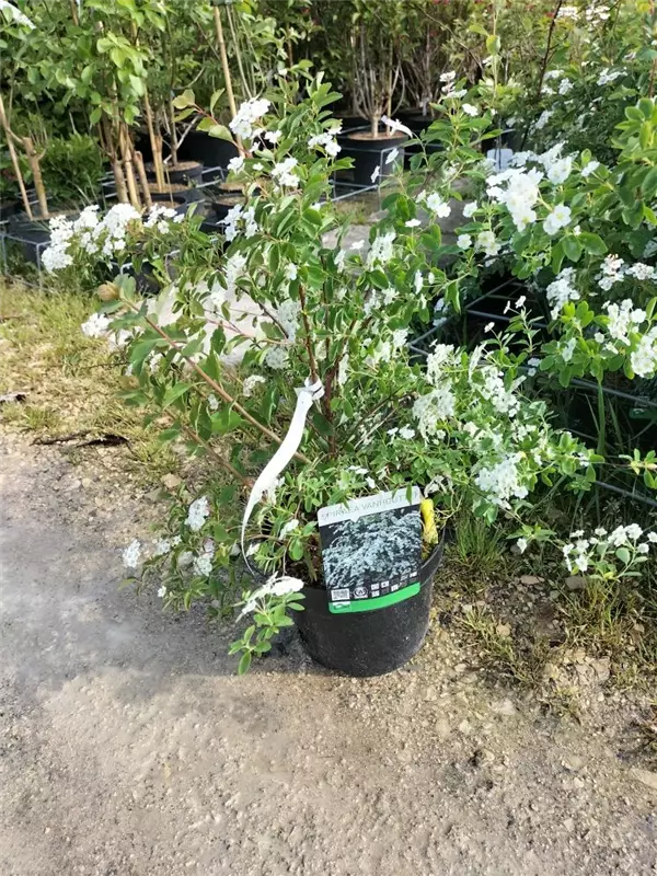 Prachtspiere - Spiraea vanhouttei - Wildgehölze