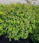 Lorbeer-Schneeball 'Eve Price' - Viburnum tinus 'Eve Price' - Formgehölze