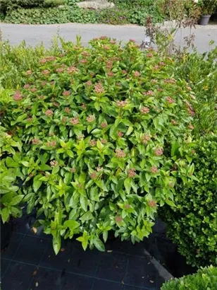Lorbeer-Schneeball 'Eve Price' - Viburnum tinus 'Eve Price' - Formgehölze