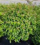 Lorbeer-Schneeball 'Eve Price' - Viburnum tinus 'Eve Price' - Formgehölze