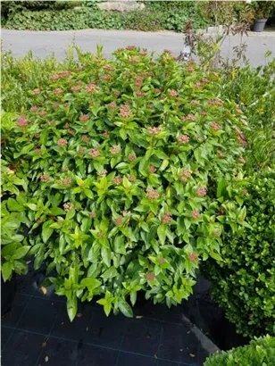 Lorbeer-Schneeball 'Eve Price' - Viburnum tinus 'Eve Price' - Formgehölze