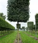 Feldahorn 'Elsrijk' - Acer campestre 'Elsrijk' - Formgehölze