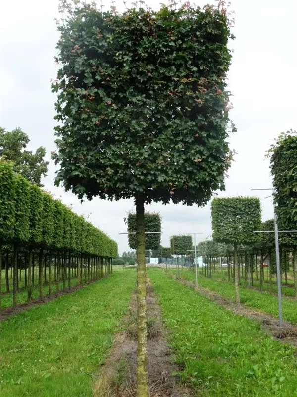 Feldahorn 'Elsrijk' - Acer campestre 'Elsrijk' - Formgehölze