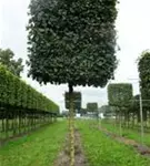 Feldahorn 'Elsrijk' - Acer campestre 'Elsrijk' - Formgehölze