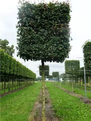 Feldahorn 'Elsrijk' - Acer campestre 'Elsrijk' - Formgehölze