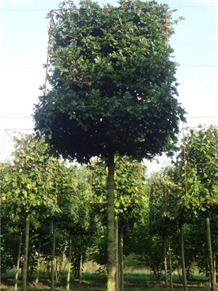 Feldahorn 'Elsrijk' - Acer campestre 'Elsrijk' - Formgehölze