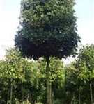 Feldahorn 'Elsrijk' - Acer campestre 'Elsrijk' - Formgehölze