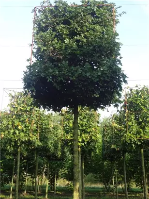 Feldahorn 'Elsrijk' - Acer campestre 'Elsrijk' - Formgehölze