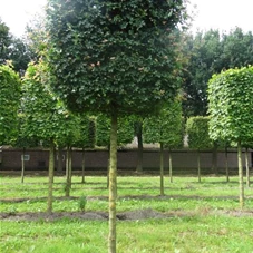 Acer campestre 'Elsrijk' - Formgehölze, H mDb Kubus 125x125x125 cm 25- 30 Acer campestre 'Elsrijk' - Formgehölze, H mDb Kubus 125x125x125 cm 25- 30