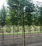 Hainbuche,Weißbuche - Carpinus betulus - Formgehölze