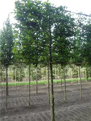Hainbuche,Weißbuche - Carpinus betulus - Formgehölze