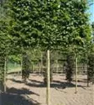 Hainbuche,Weißbuche - Carpinus betulus - Formgehölze