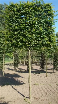Hainbuche,Weißbuche - Carpinus betulus - Formgehölze