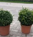 Löffel-Ilex - Ilex crenata 'Convexa' - Formgehölze