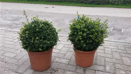 Löffel-Ilex - Ilex crenata 'Convexa' - Formgehölze