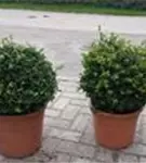 Löffel-Ilex - Ilex crenata 'Convexa' - Formgehölze