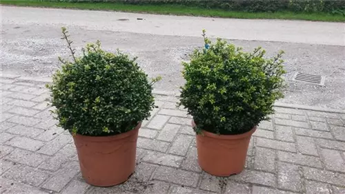 Löffel-Ilex - Ilex crenata 'Convexa' - Formgehölze