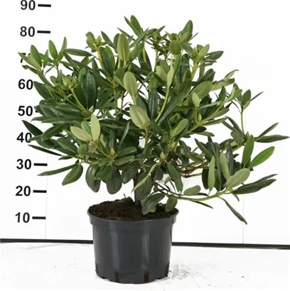 Rhododendron-Hybride 'Catawb.Grandiflorum' - Rhododendron Hybr.'Catawb. Grandiflorum' I