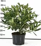 Rhododendron-Hybride 'Catawb.Grandiflorum' - Rhododendron Hybr.'Catawb. Grandiflorum' I