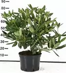 Rhododendron-Hybride 'Catawb.Grandiflorum' - Rhododendron Hybr.'Catawb. Grandiflorum' I