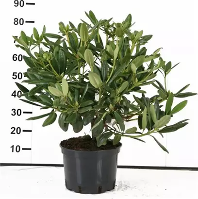 Rhododendron-Hybride 'Catawb.Grandiflorum' - Rhododendron Hybr.'Catawb. Grandiflorum' I