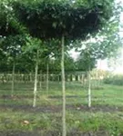 Hainbuche,Weißbuche - Carpinus betulus - Formgehölze