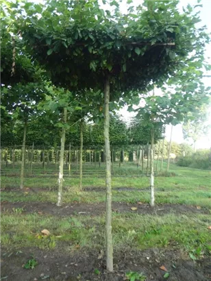 Hainbuche,Weißbuche - Carpinus betulus - Formgehölze