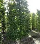 Hainbuche,Weißbuche - Carpinus betulus - Formgehölze